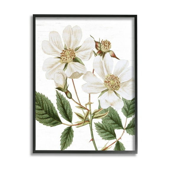Stupell Industries White Rose of York Vintage Flower Botanical Print,16 x 20, Design by Lettered and Lined
