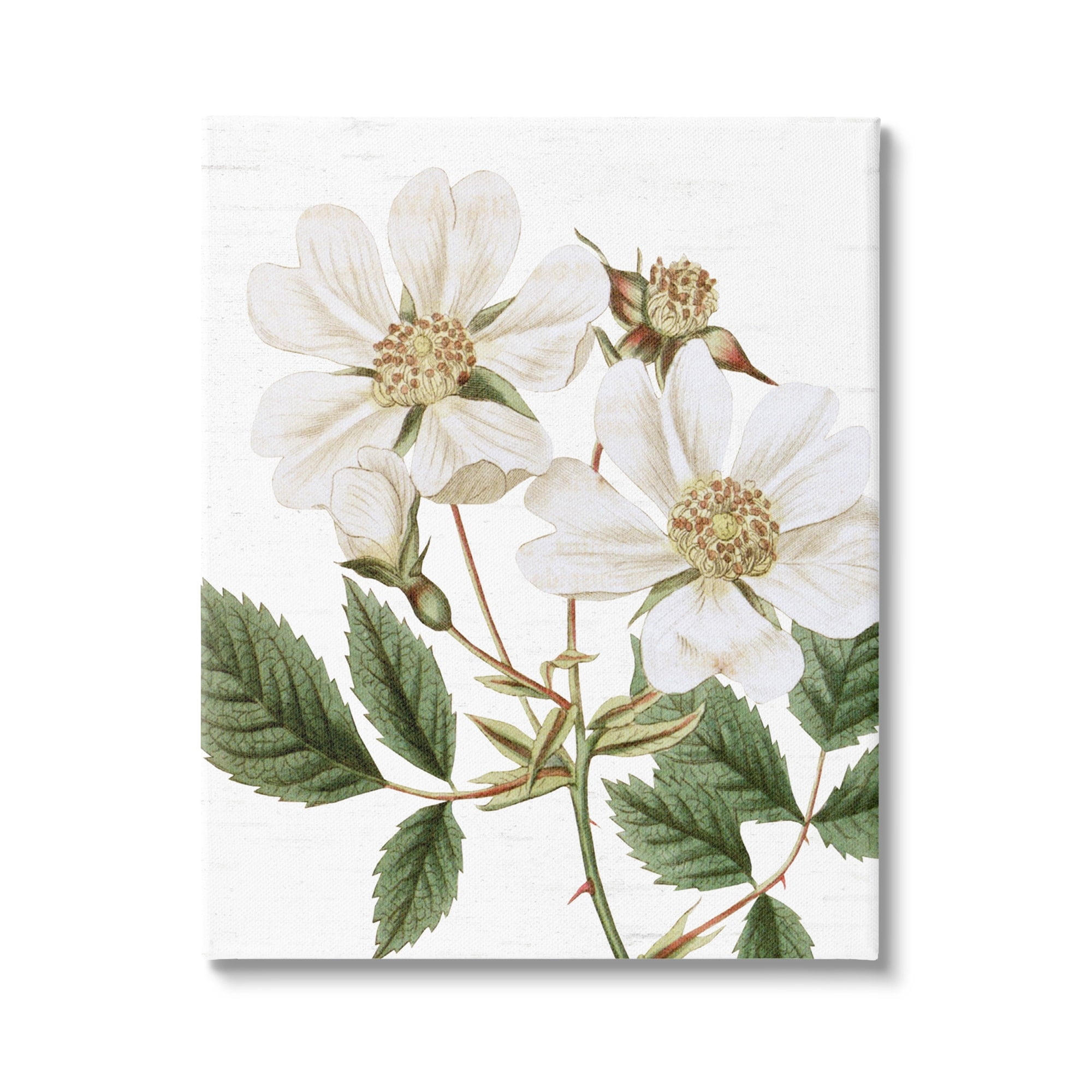 Stupell Industries White Rose of York Vintage Flower Botanical Print,24 x 30, Design by Lettered and Lined