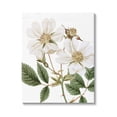 thumbnail image 1 of Stupell Industries White Rose of York Vintage Flower Botanical Print,30 x 40, Design by Lettered and Lined, 1 of 5
