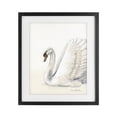 thumbnail image 1 of Stupell Industries Transitional White Swan in Repose Black Framed Print Under Glass, 13 x 16, by Sara Baker, 1 of 8