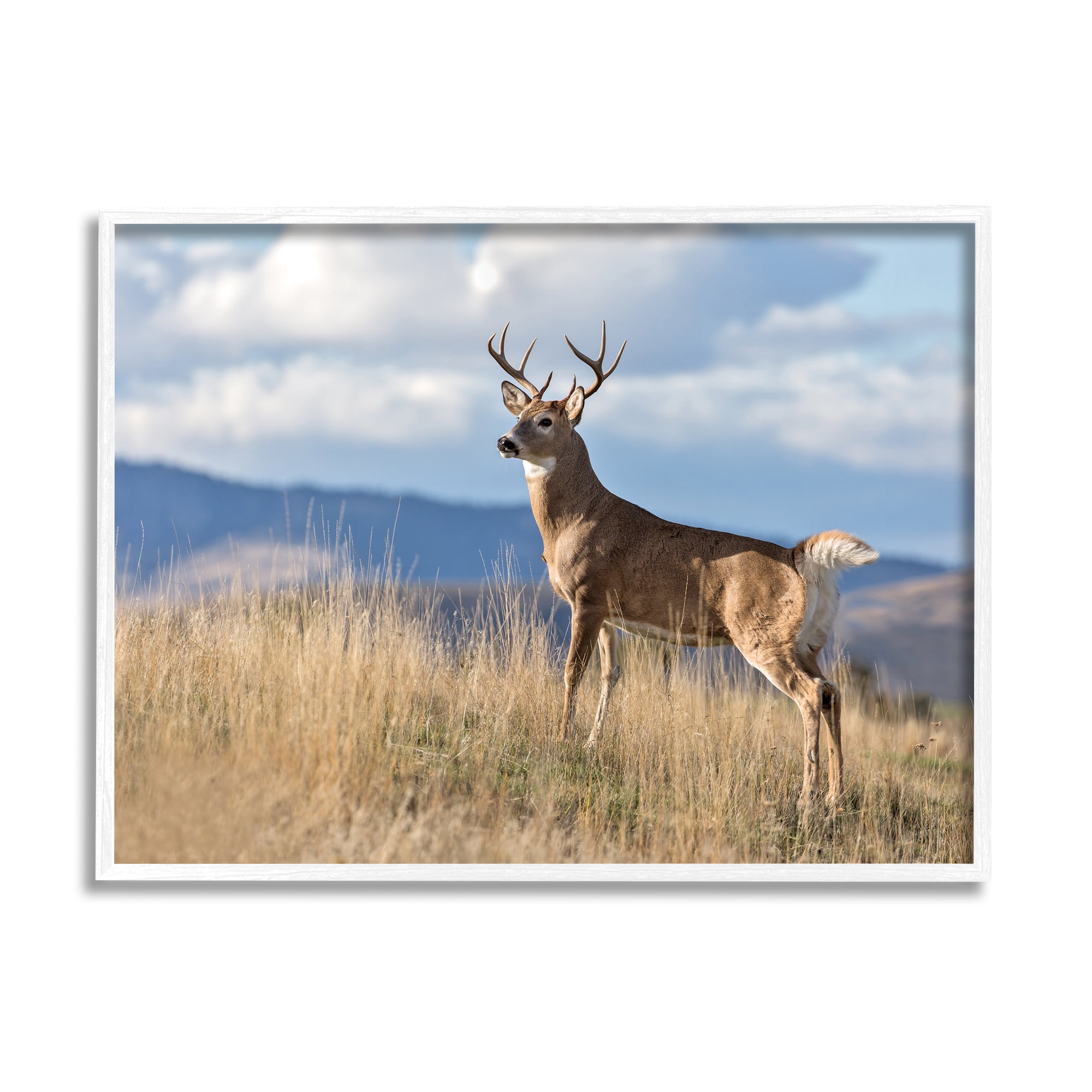 Stupell Industries White-Tail Buck in Wild Montana Mountains Blue Sky Cabin Photography White Framed Art Print Wall Art, 24 x 30, Design by Larry McFerrin