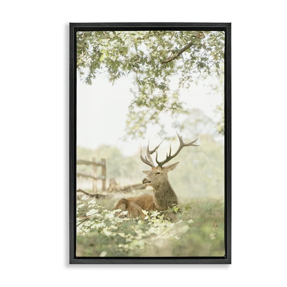 Stupell Industries White Tailed Deer Portrait Black Framed Floater Canvas Wall Art design by Leah Straatsma, 25 x 17
