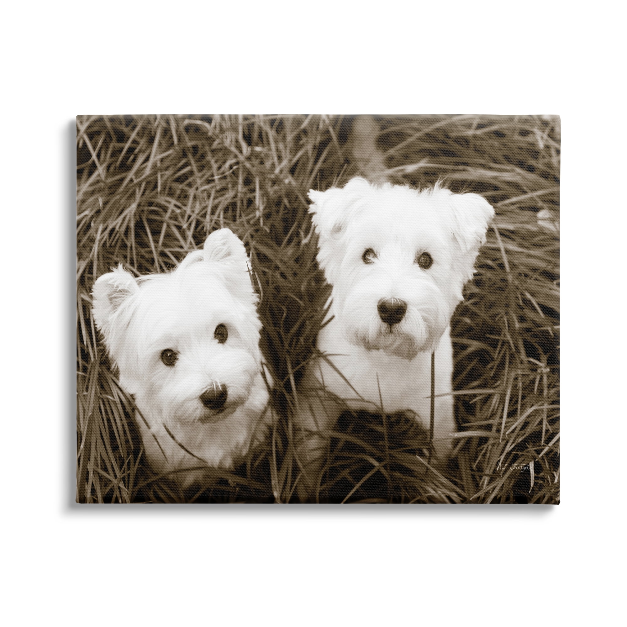 Stupell Industries White Terrier Puppies Animals & Insects Photography Gallery Wrapped Canvas Print Wall Art, 40 x 30
