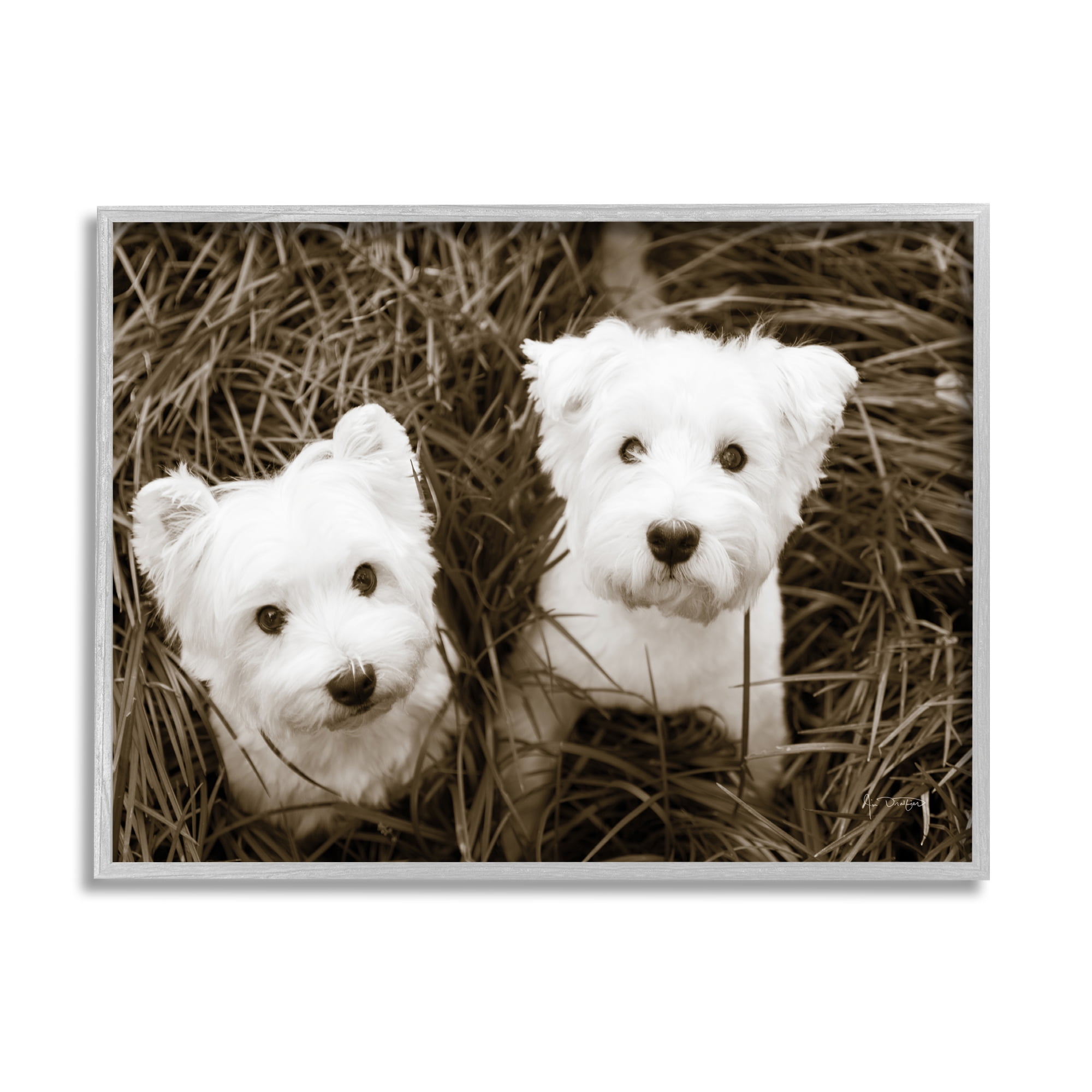 Stupell Industries White Terrier Puppies Animals & Insects Photography Gray Framed Art Print Wall Art, 20 x 16