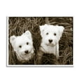thumbnail image 1 of Stupell Industries White Terrier Puppies Animals & Insects Photography White Framed Art Print Wall Art, 30 x 24, 1 of 9