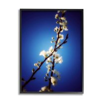 Stupell Industries White Tree Blossom Florals Over Deep Indigo Blue Botanical & Floral Painting Black Framed Art Print Wall Art, 11 x 14