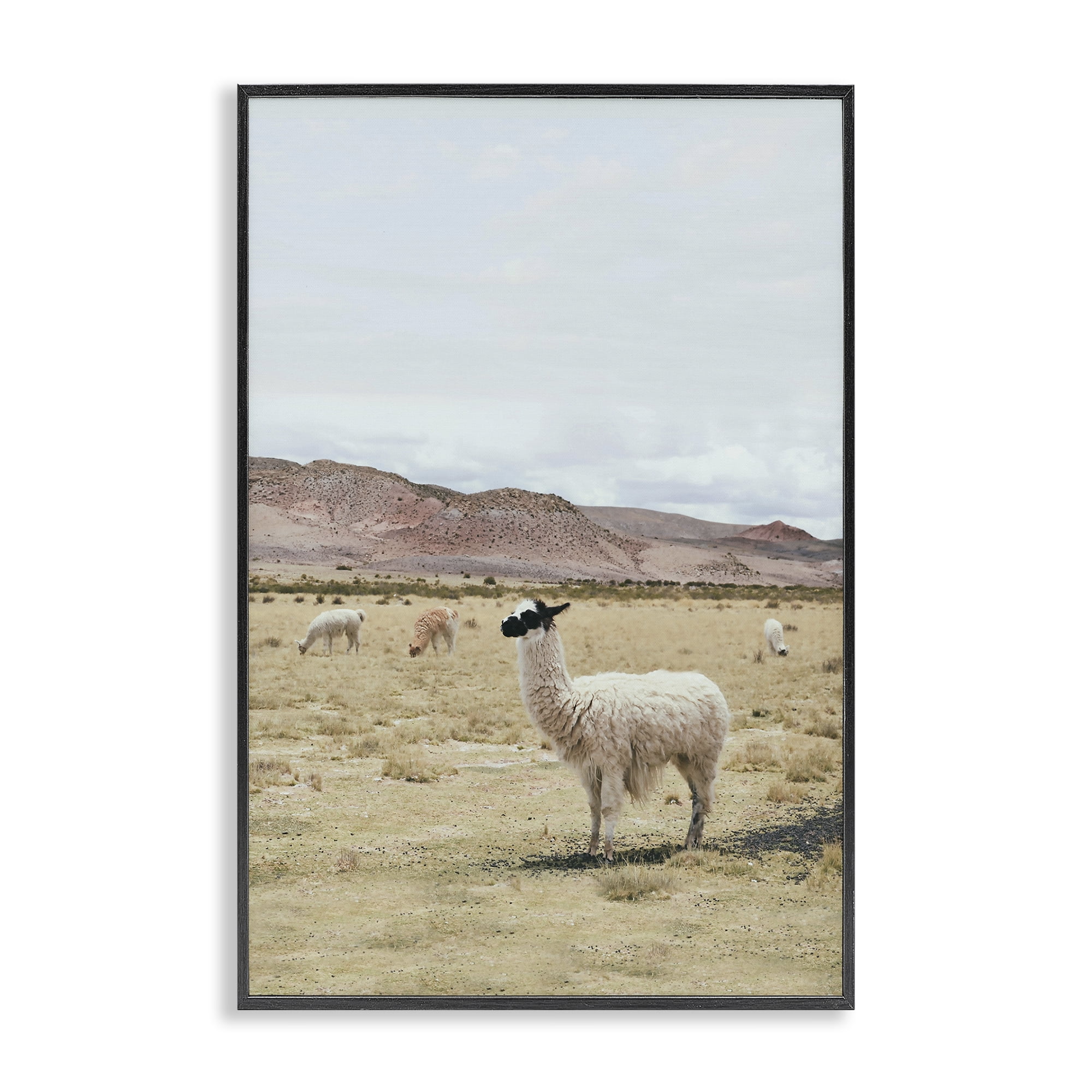 Stupell Industries Wild Alpacas in Desert Animals Photography Black Framed Art Print Wall Art, 20 x 30