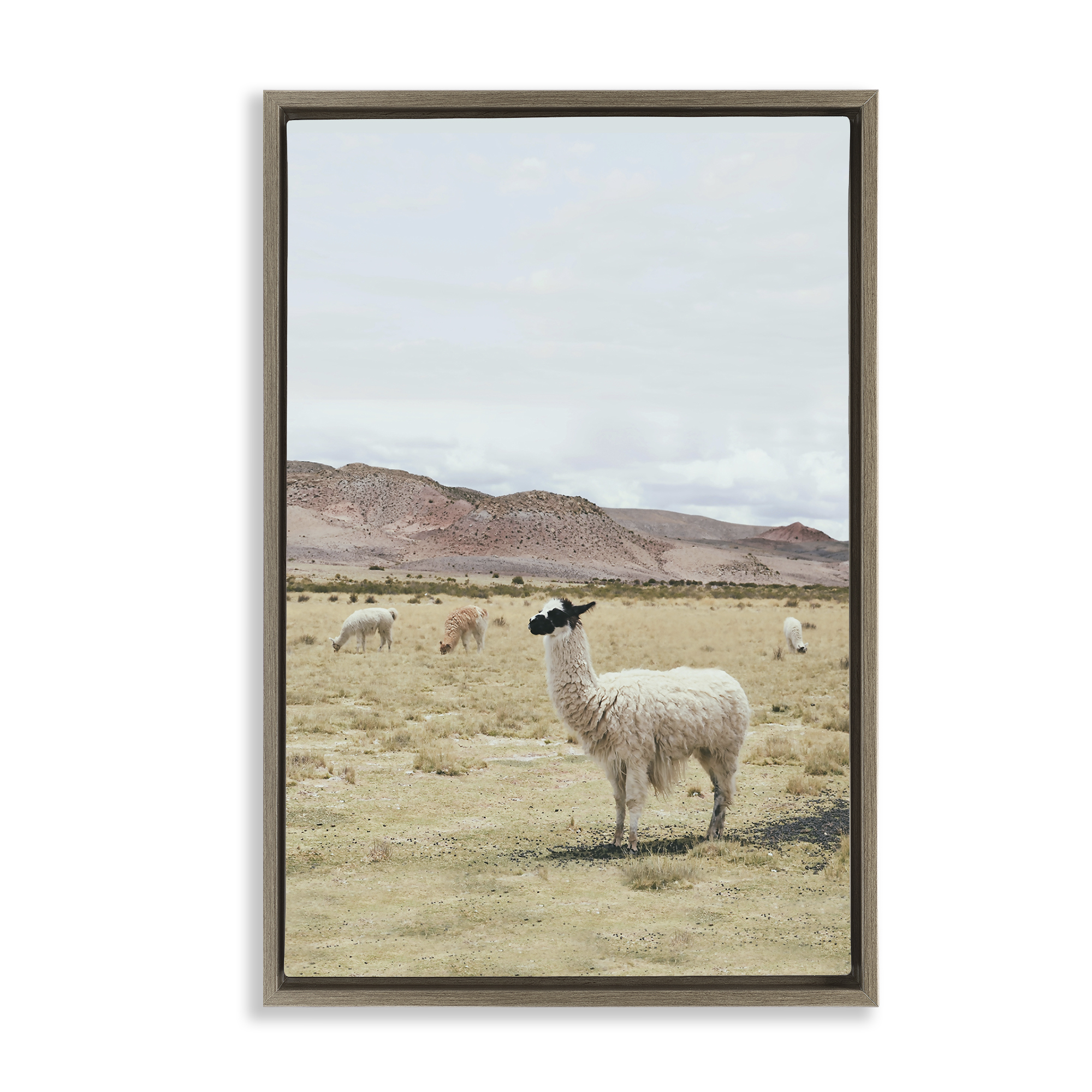 Stupell Industries Wild Alpacas in Desert Animals Photography Brown Floater Framed Canvas Art Print Wall Art, 21 x 31
