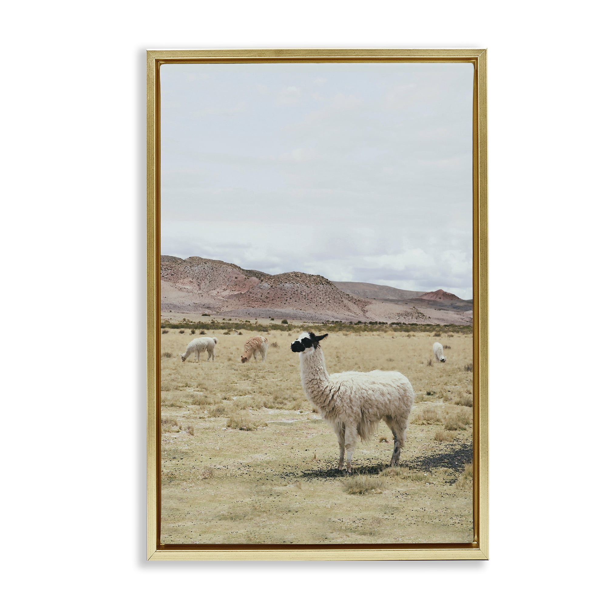 Stupell Industries Wild Alpacas in Desert Animals Photography Gold Floater Framed Canvas Art Print Wall Art, 21 x 31