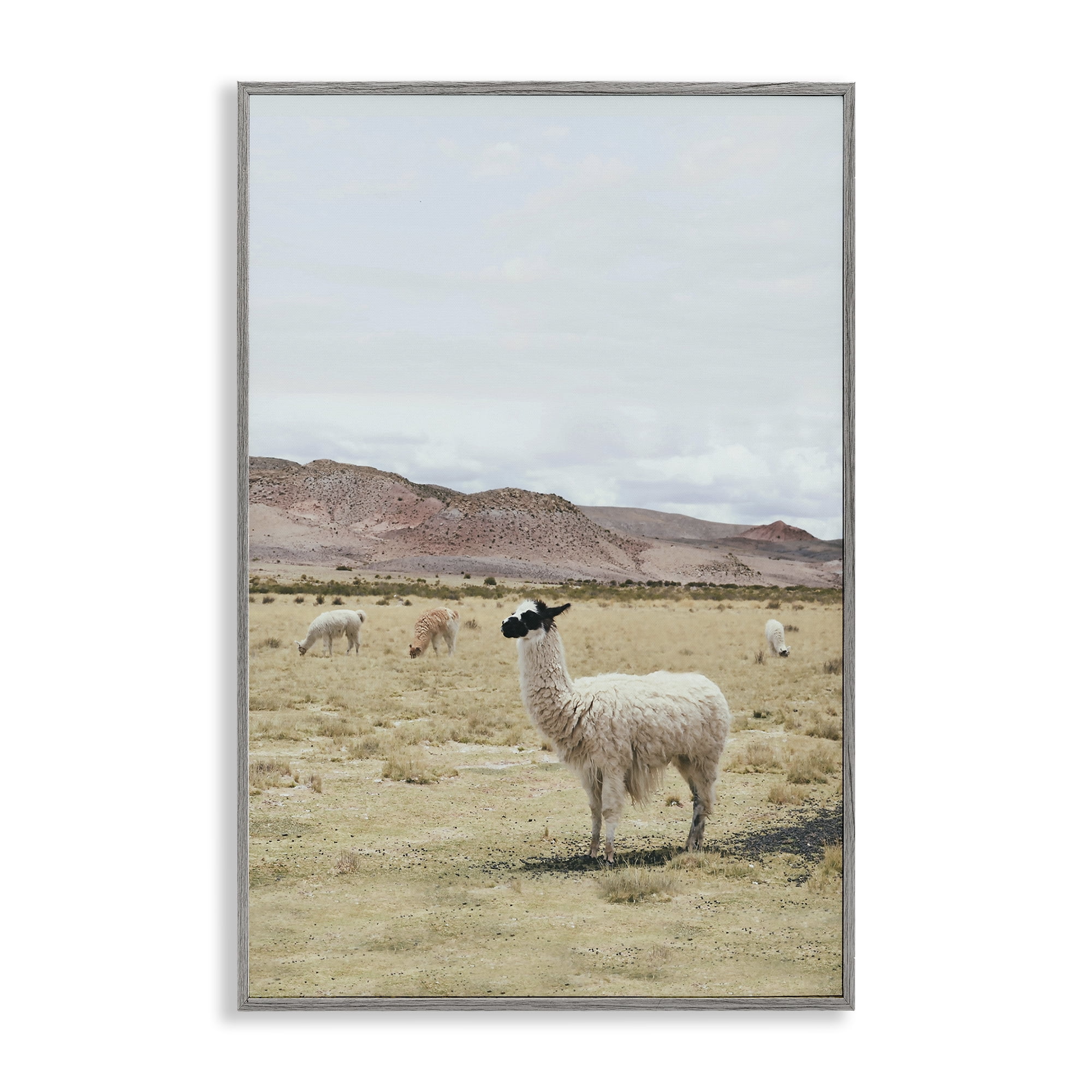 Stupell Industries Wild Alpacas in Desert Animals Photography Gray Framed Art Print Wall Art, 16 x 24