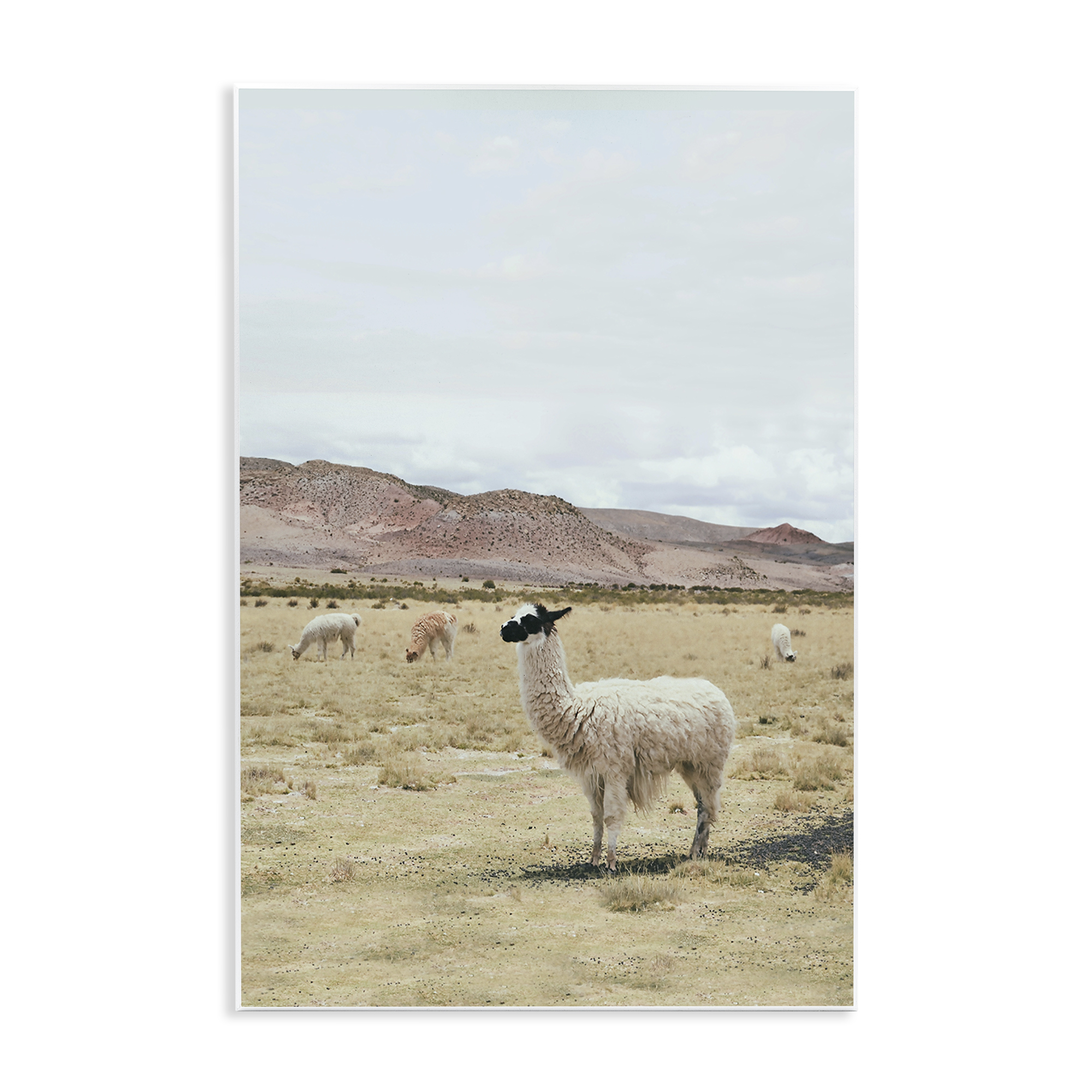 Stupell Industries Wild Alpacas in Desert Animals Photography Unframed Art Print Wall Art, 13 x 19