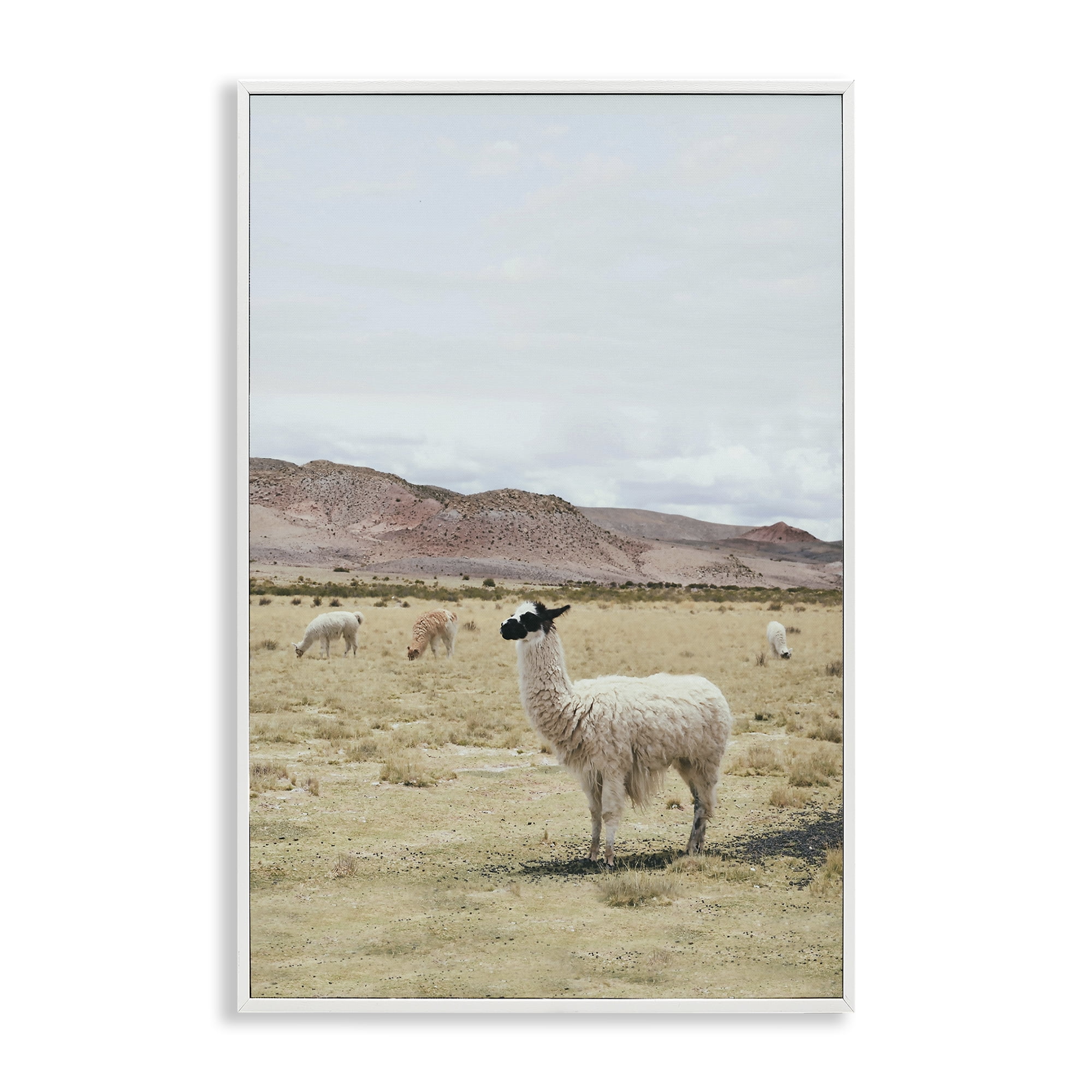 Stupell Industries Wild Alpacas in Desert Animals Photography White Framed Art Print Wall Art, 12 x 18