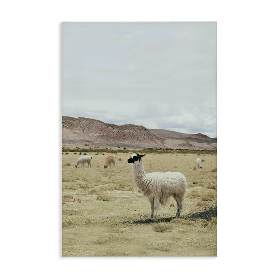 Stupell Industries Wild Alpacas in Desert Animals Photography Wrapped Canvas Art Print Wall Art, 16 x 24