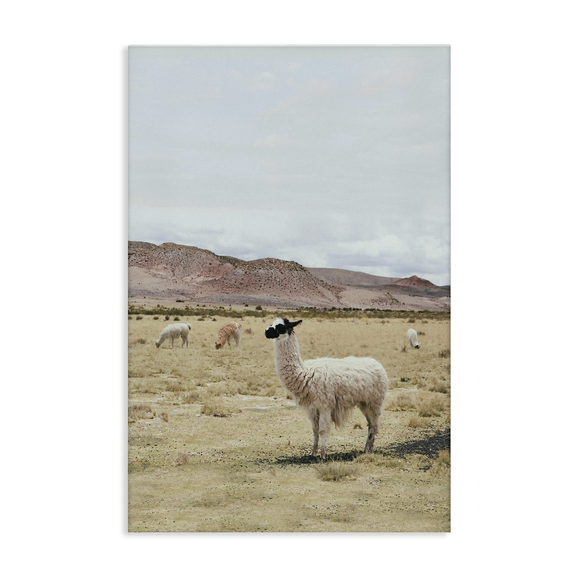 Stupell Industries Wild Alpacas in Desert Animals Photography Wrapped Canvas Art Print Wall Art, 24 x 36