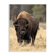 thumbnail image 1 of Stupell Industries Wild American Bison Grazing Rustic Tall Grass, 13 x 19, Designed by Larry McFerrin, 1 of 6