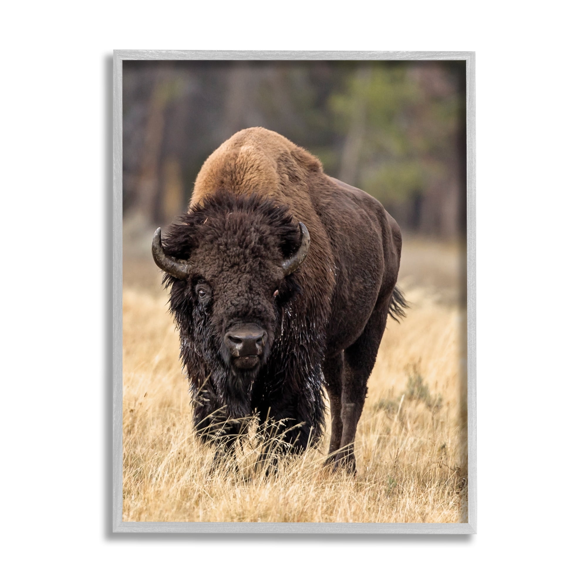 Stupell Industries Wild American Bison Grazing Rustic Tall Grass Photography Gray Framed Art Print Wall Art, 24x30, by Larry McFerrin