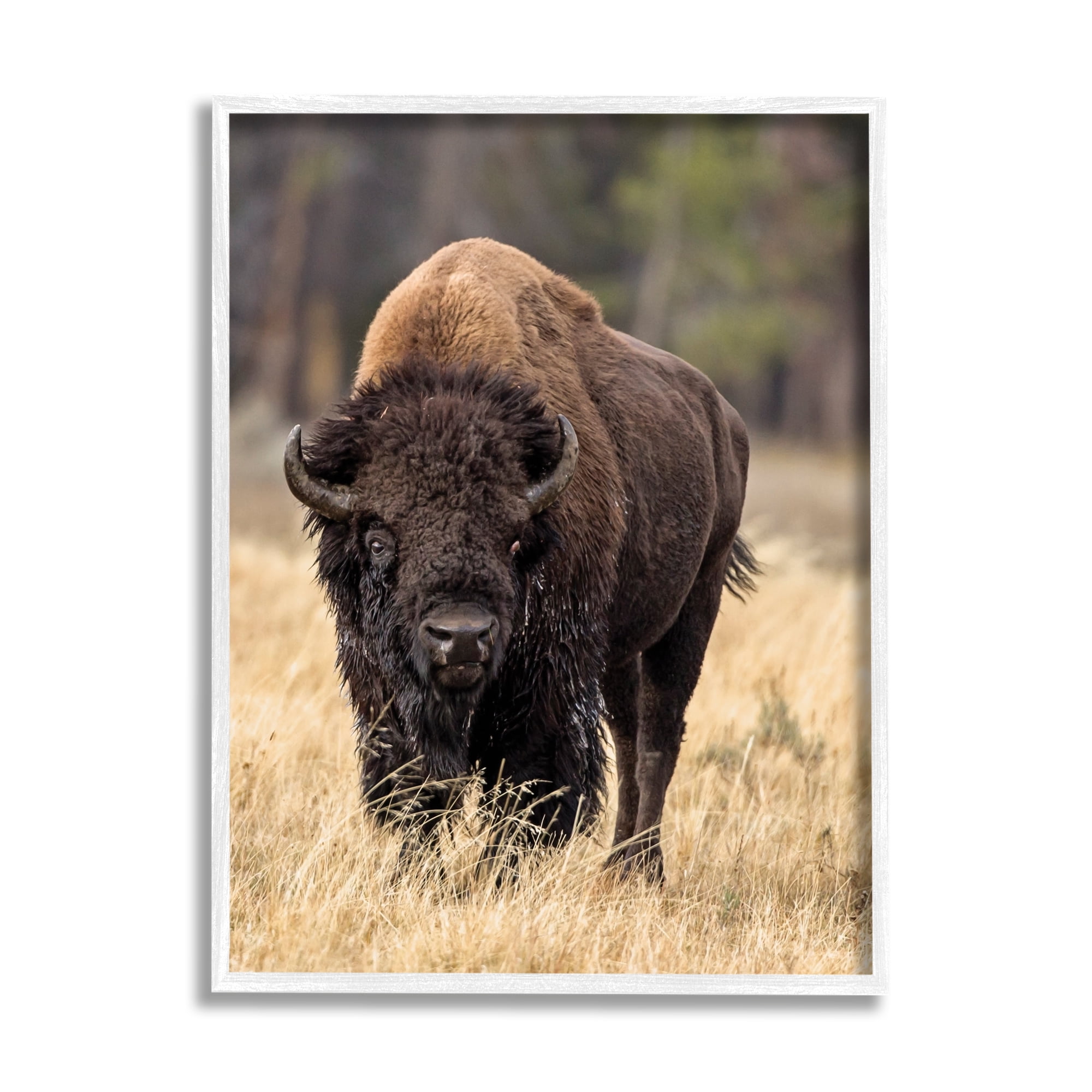 Stupell Industries Wild American Bison Grazing Rustic Tall Grass Photography White Framed Art Print Wall Art, 11x14, by Larry McFerrin