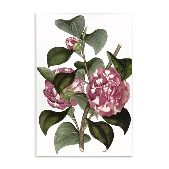 Stupell Industries Wild Carnation Flowers Floral Painting Unframed Art Print Wall Art, 13 x 19
