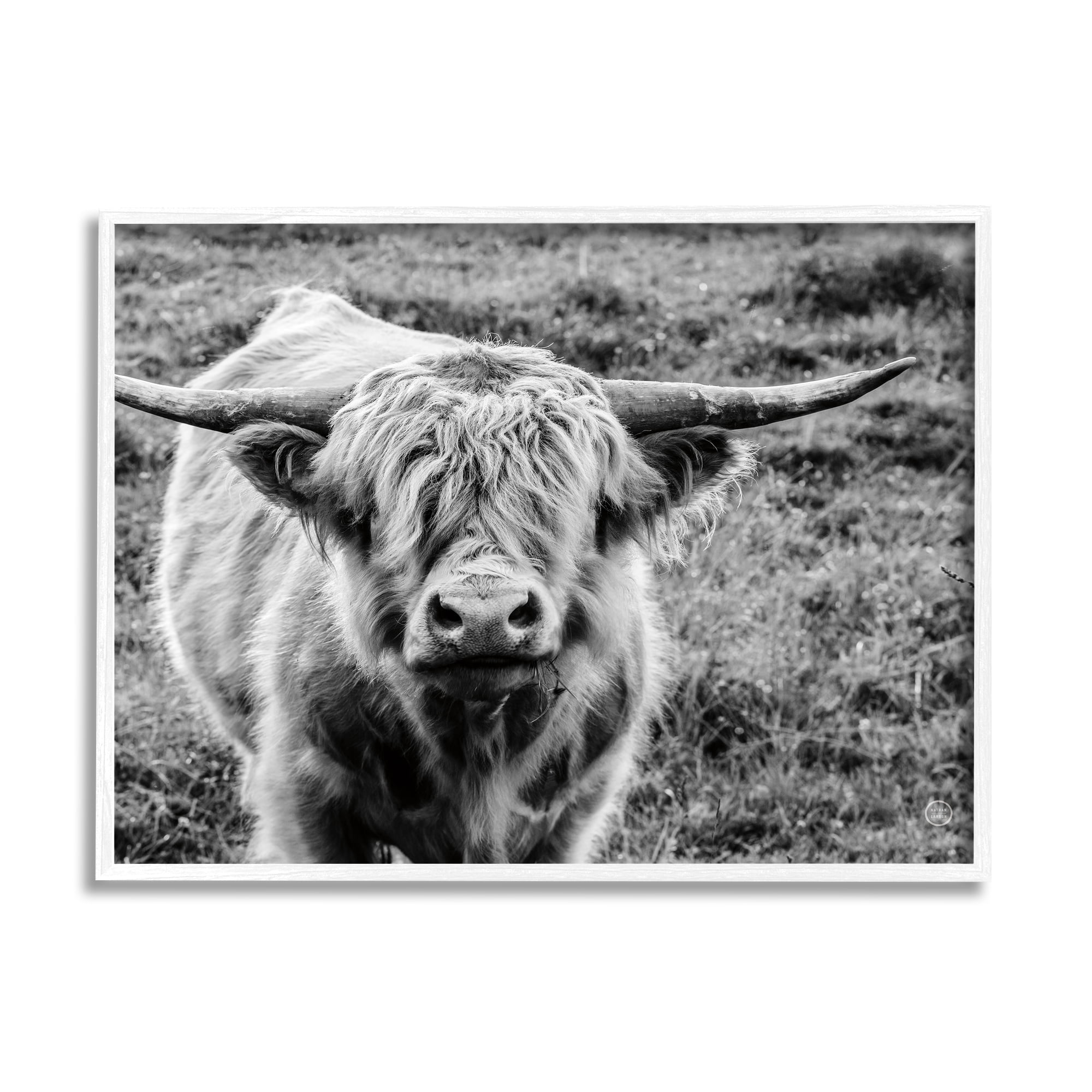 Stupell Industries Wild Country Cattle Portrait Black and White Animals & Insects Photography White Framed Art Print Wall Art, 11 x 14