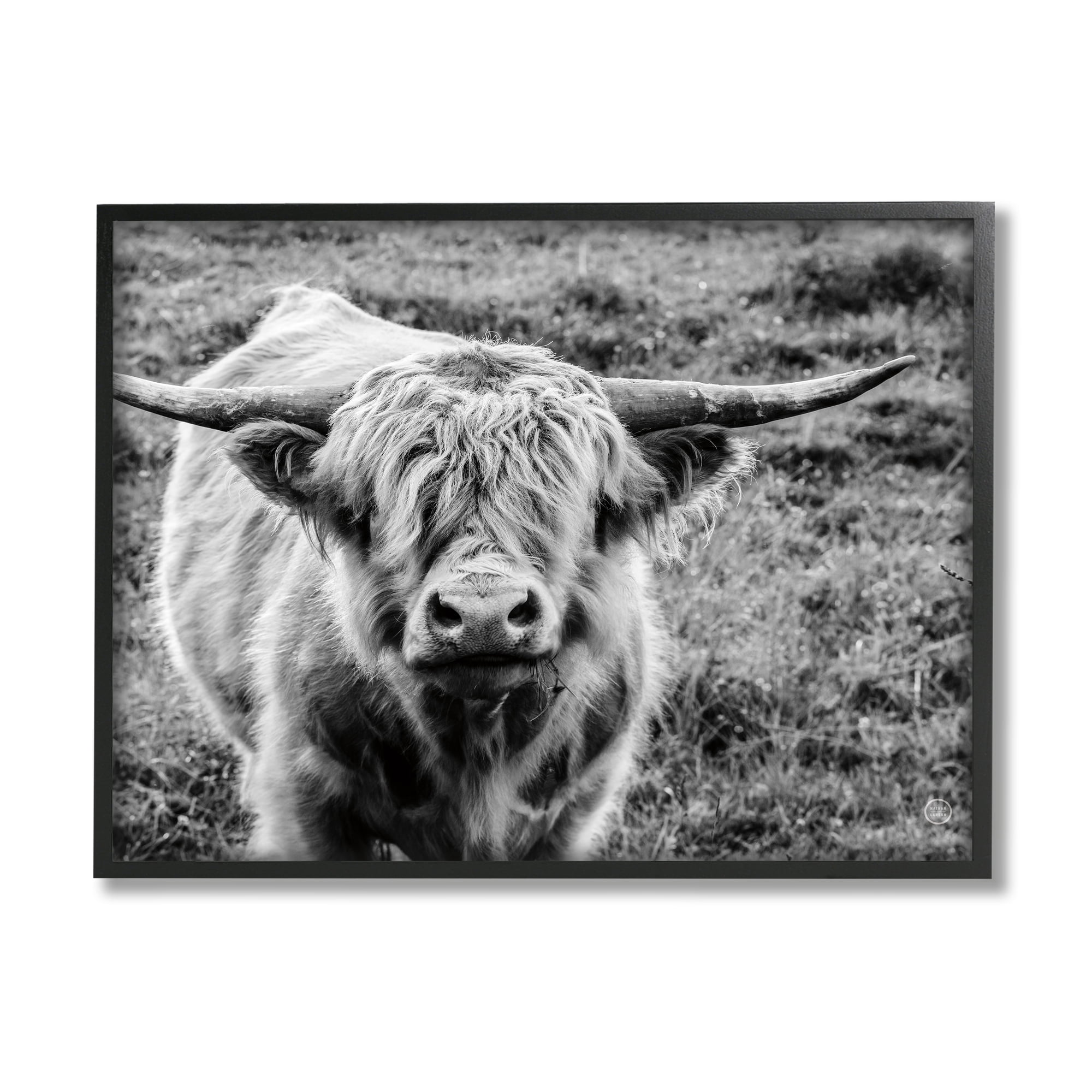 Stupell Industries Wild Country Cattle Portrait Black and White Photography, 24 x 30, Design by Nathan Larson