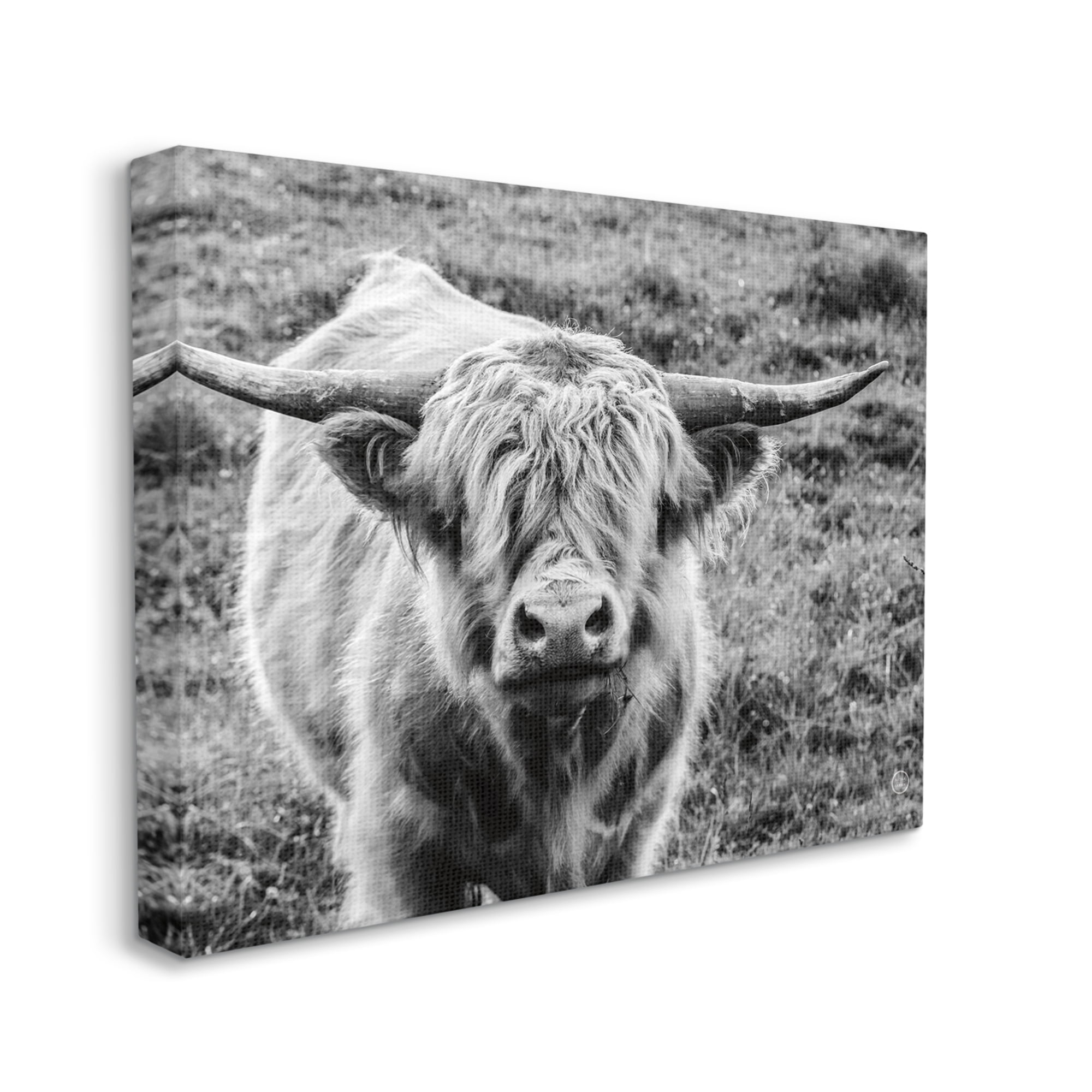 Stupell Industries Wild Country Cattle Portrait Black and White Photography Gallery-Wrapped Canvas Print Wall Art, 30x40, by Nathan Larson