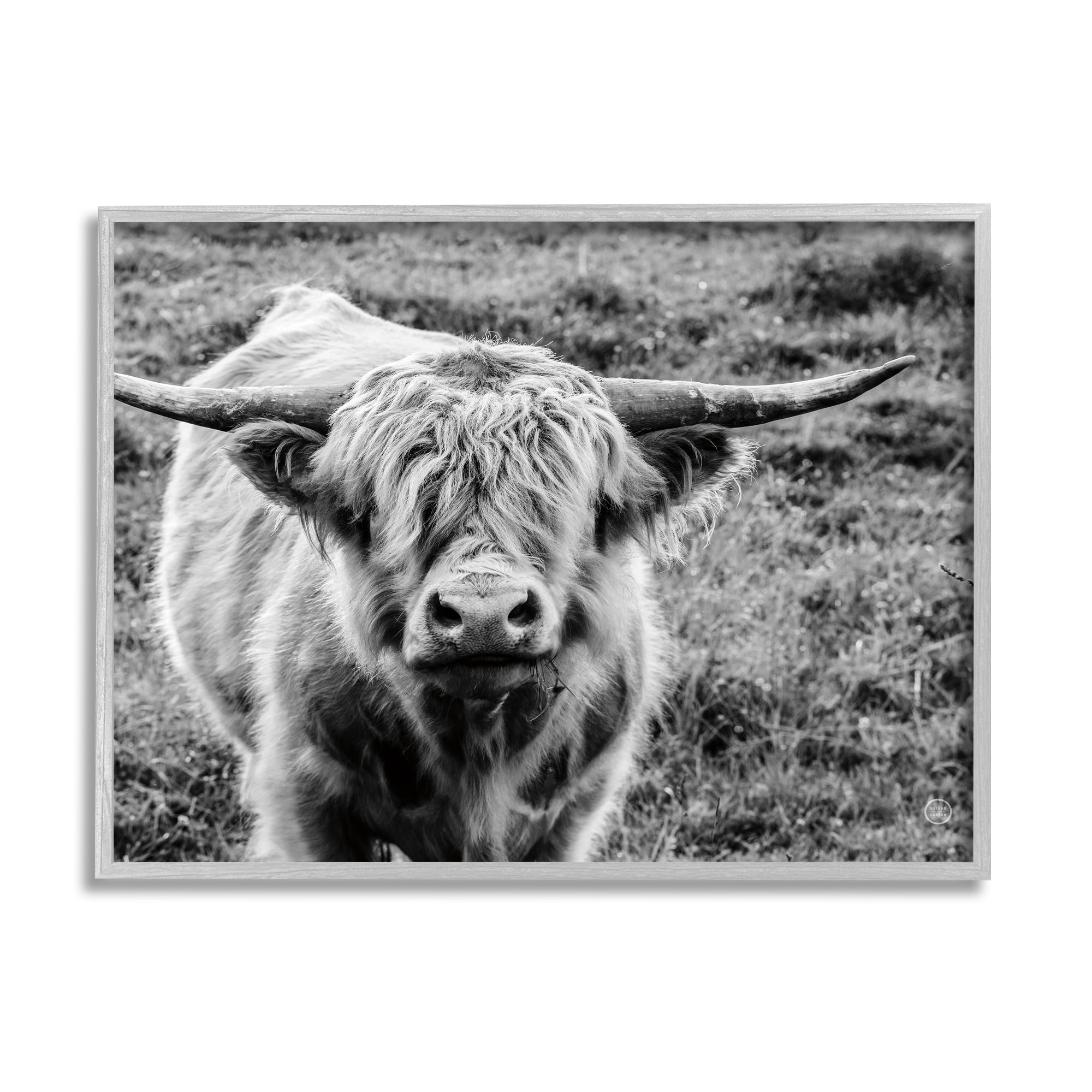 Stupell Industries Wild Country Cattle Portrait Black and White Photography Gray Framed Art Print Wall Art, 11x14, by Nathan Larson