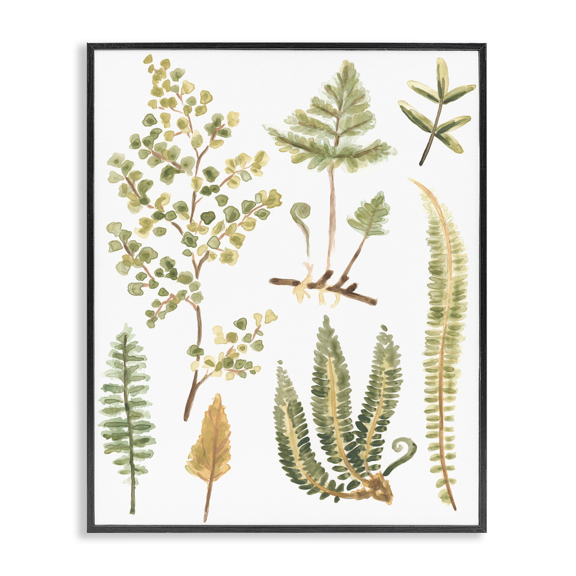 Stupell Industries Wild Forest Ferns Botanical & Floral Painting Black Framed Art Print Wall Art, 11 x 14