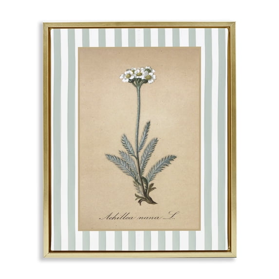 Stupell Industries Wild Herb with Green Stripes Gold Framed Floater Canvas Wall Art design by Lettered and Lined, 31 x 25