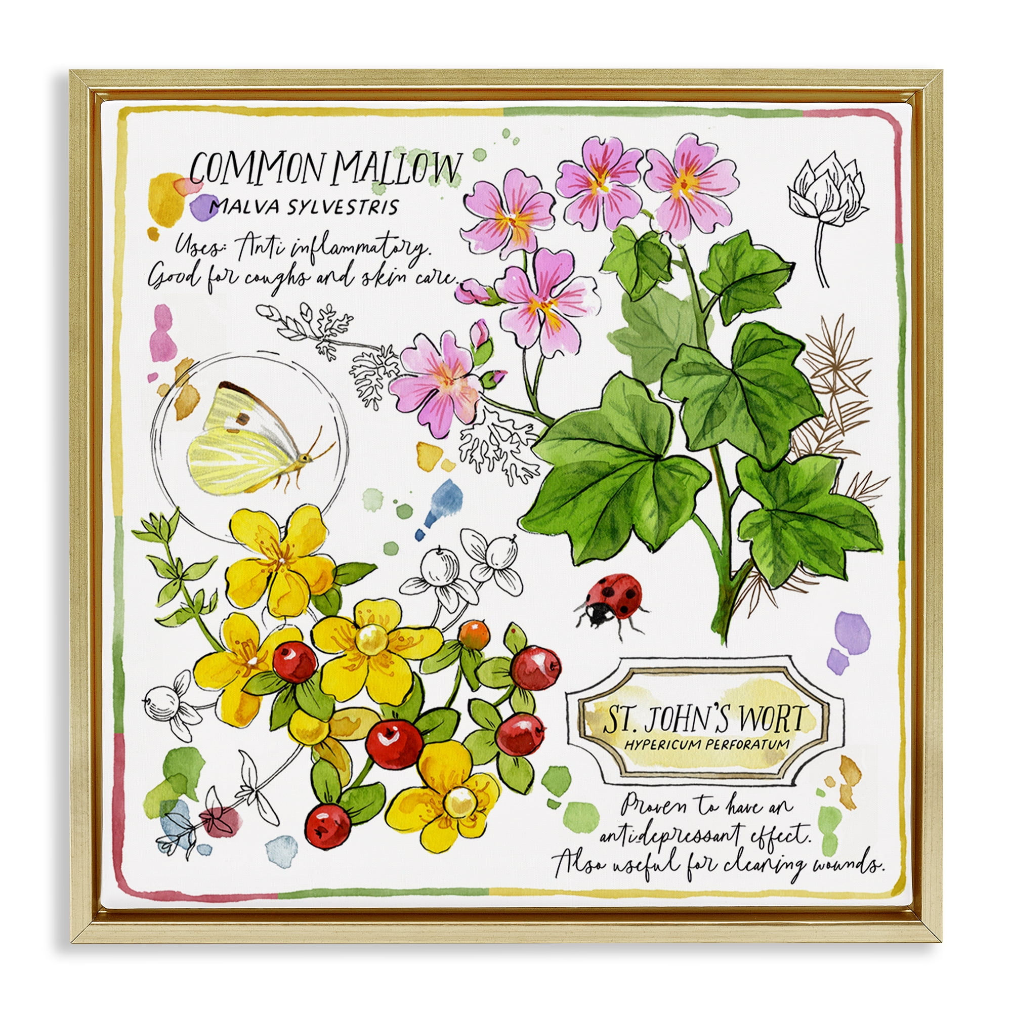 Stupell Industries Wild Herbs Benefits Plants & Flowers Painting Gold Floater Framed Canvas Art Print Wall Art, 25 x 25