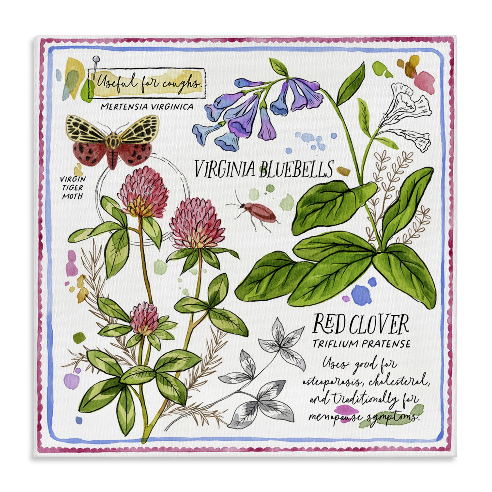 Stupell Industries Wild Herbs Diagram Plants & Flowers Painting Wrapped Canvas Art Print Wall Art, 36 x 36