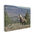 thumbnail image 1 of Stupell Industries Wild Horse Southwestern Landscape Canyon Cliffs Cabin Photography Gallery-Wrapped Canvas Print Wall Art, 16 x 20, Design by Larry McFerrin, 1 of 6