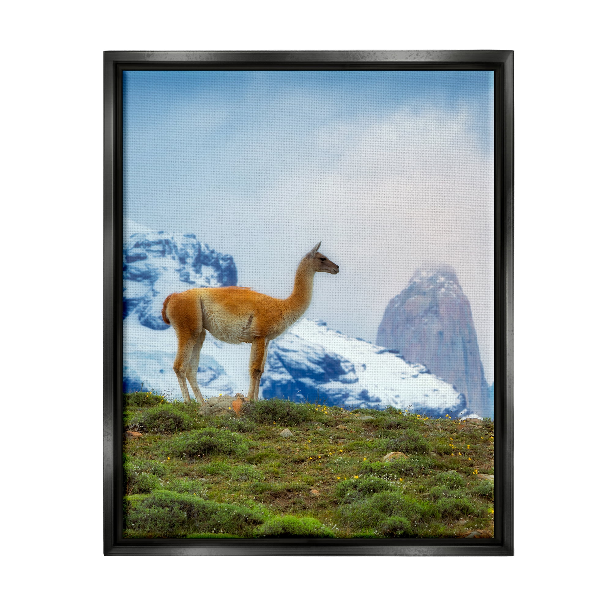 Stupell Industries Wild Llama Photography Animals & Insects Photography Black Floater Framed Art Print Wall Art, 25 x 31