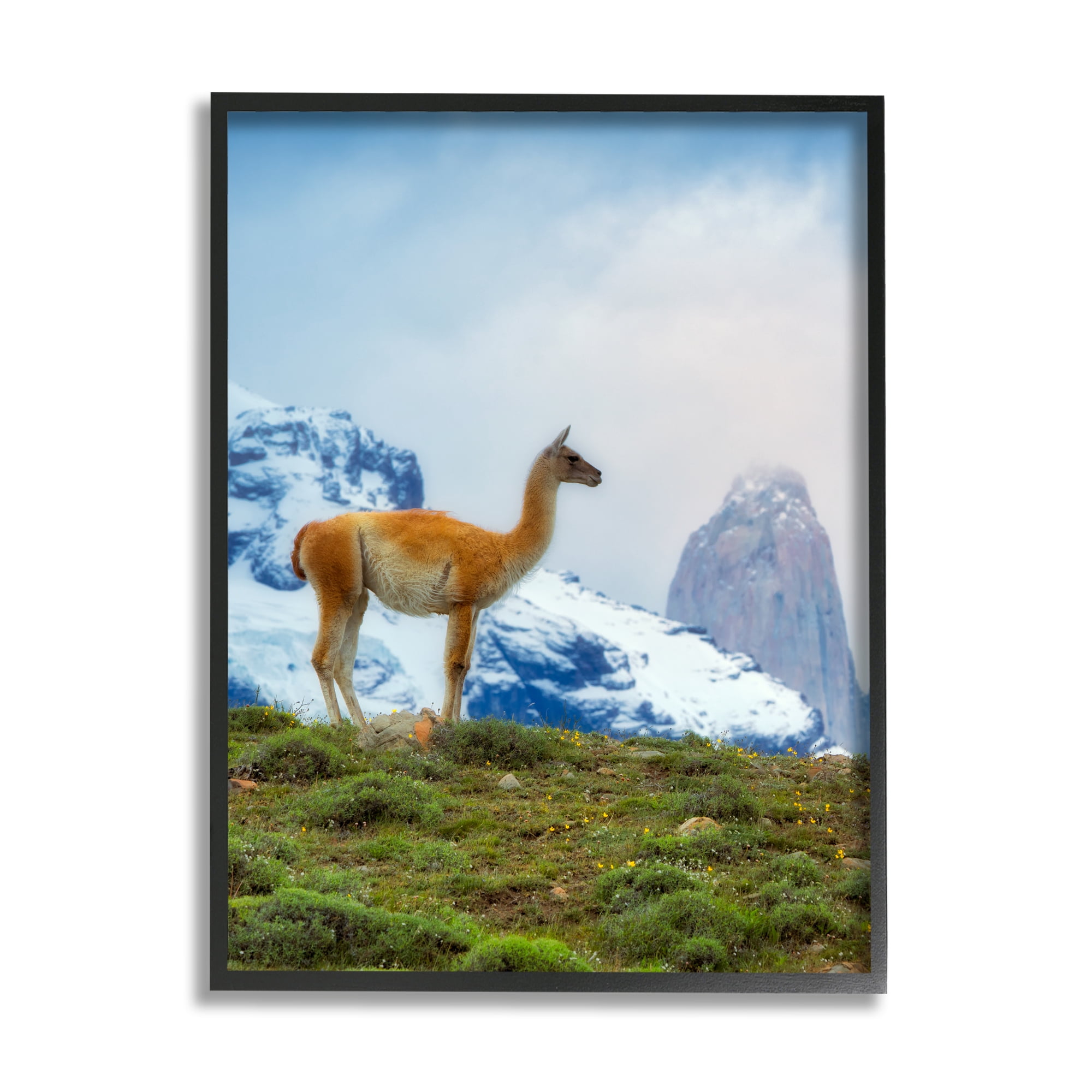 Stupell Industries Wild Llama Photography Animals & Insects Photography Black Framed Art Print Wall Art, 24 x 30