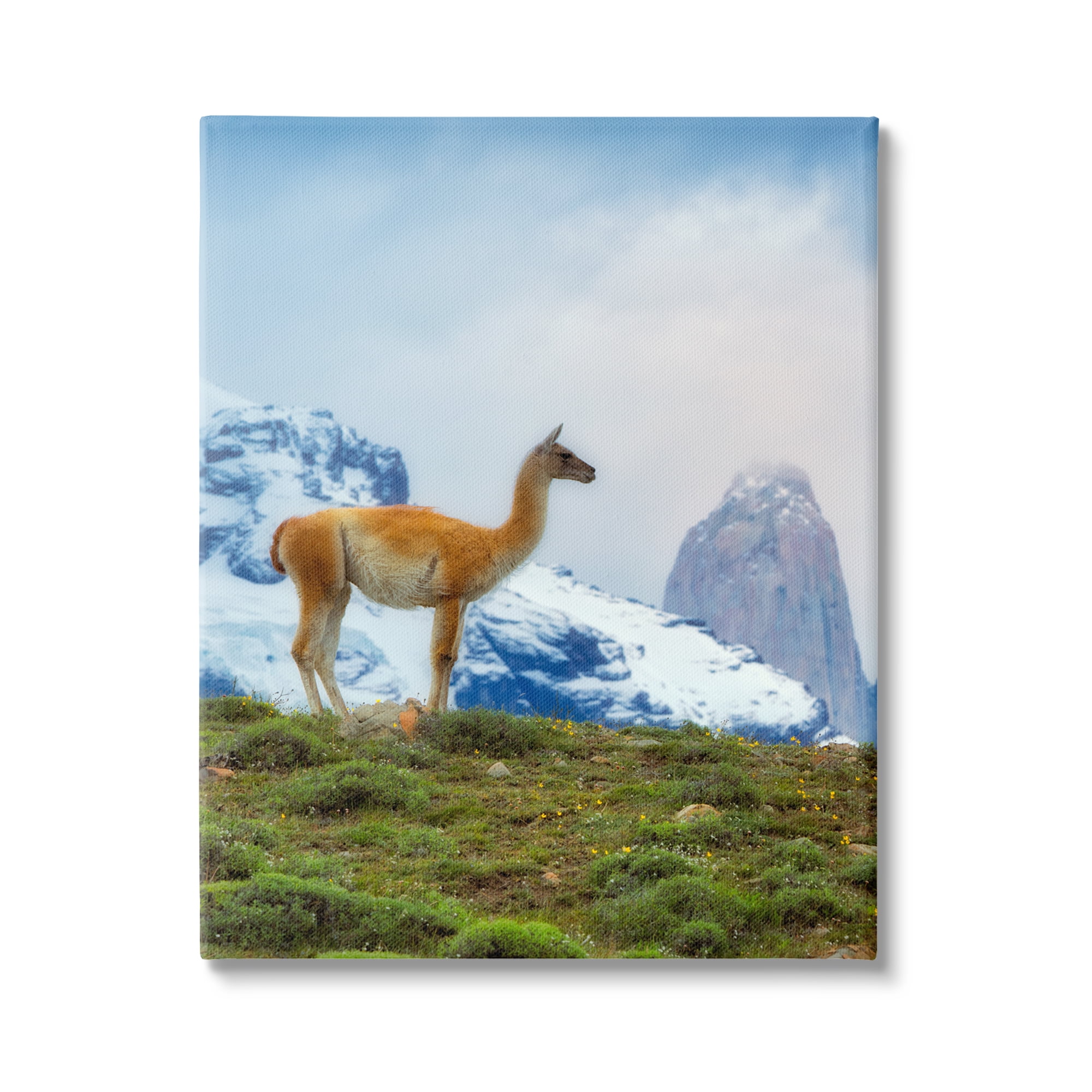 Stupell Industries Wild Llama Photography Animals & Insects Photography Gallery Wrapped Canvas Print Wall Art, 36 x 48