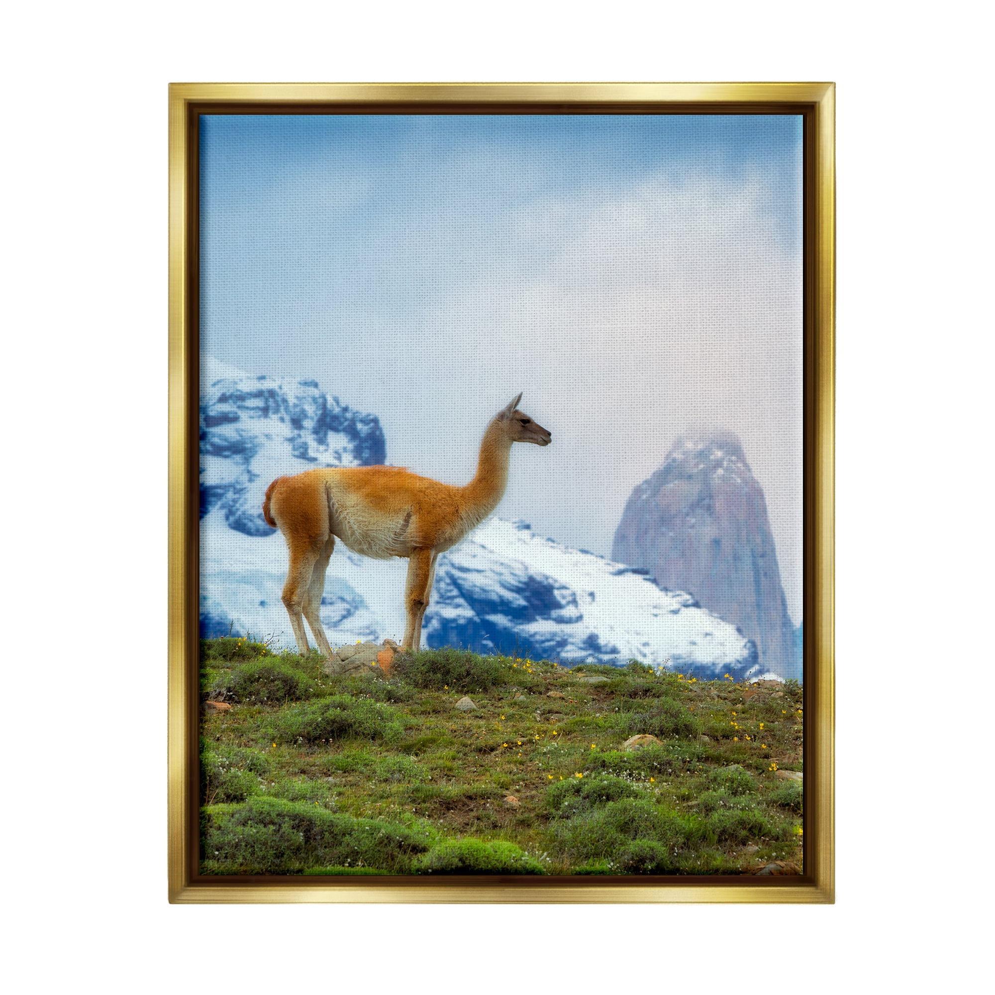 Stupell Industries Wild Llama Photography Animals & Insects Photography Gold Floater Framed Art Print Wall Art, 25 x 31
