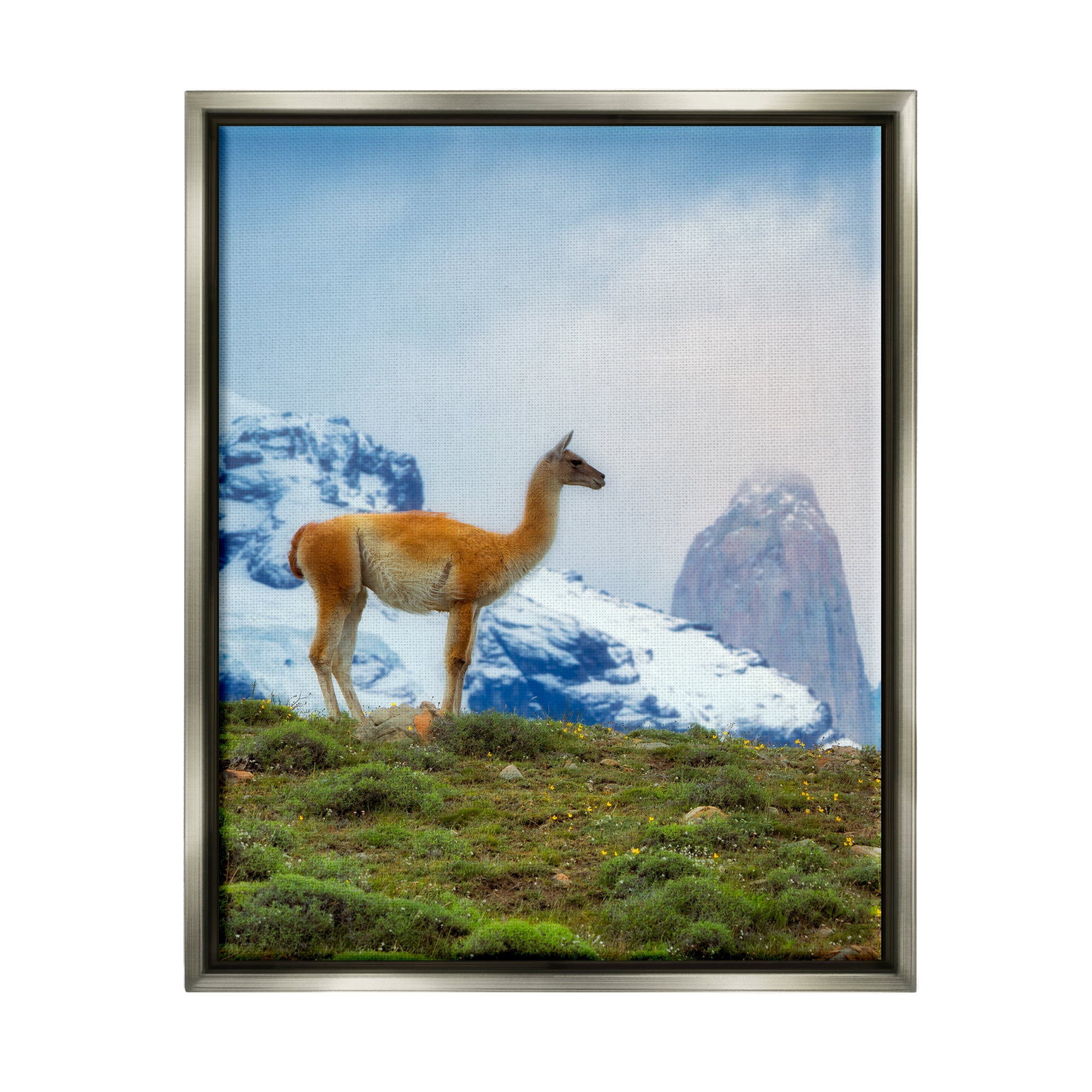Stupell Industries Wild Llama Photography Animals & Insects Photography Gray Floater Framed Art Print Wall Art, 17 x 21