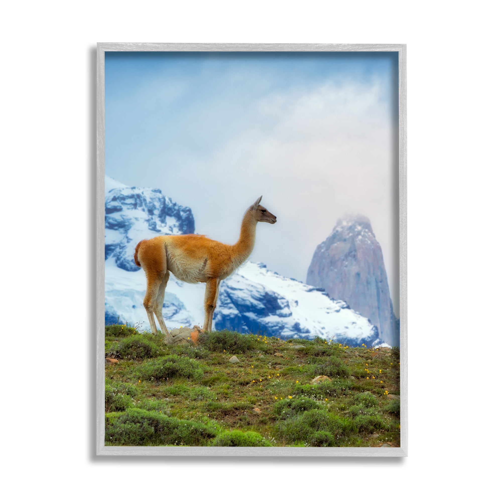 Stupell Industries Wild Llama Photography Animals & Insects Photography Gray Framed Art Print Wall Art, 24 x 30