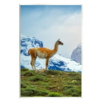 Stupell Industries Wild Llama Photography Animals & Insects Photography Unframed Art Print Wall Art, 10 x 15