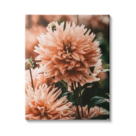 Stupell Industries Wild Pink Dahlias Spring Flowers Closeup Photography Canvas Wall Art, 16 x 20, Design by Amy Brinkman