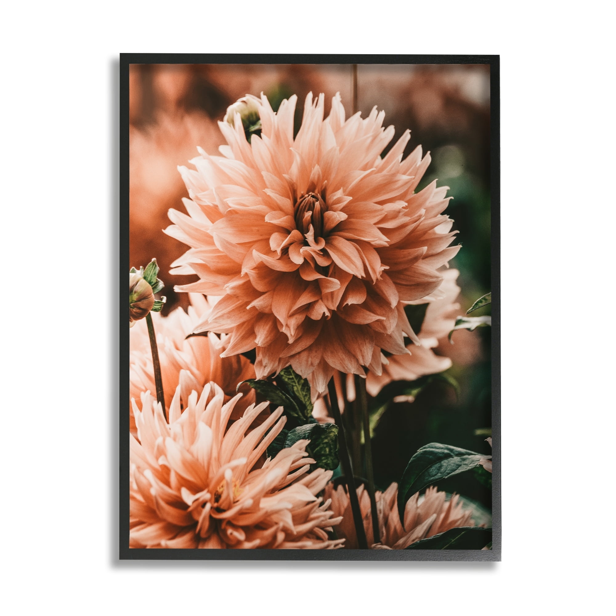Stupell Industries Wild Pink Dahlias Spring Flowers Closeup Photography Framed Wall Art, 11 x 14, Design by Amy Brinkman