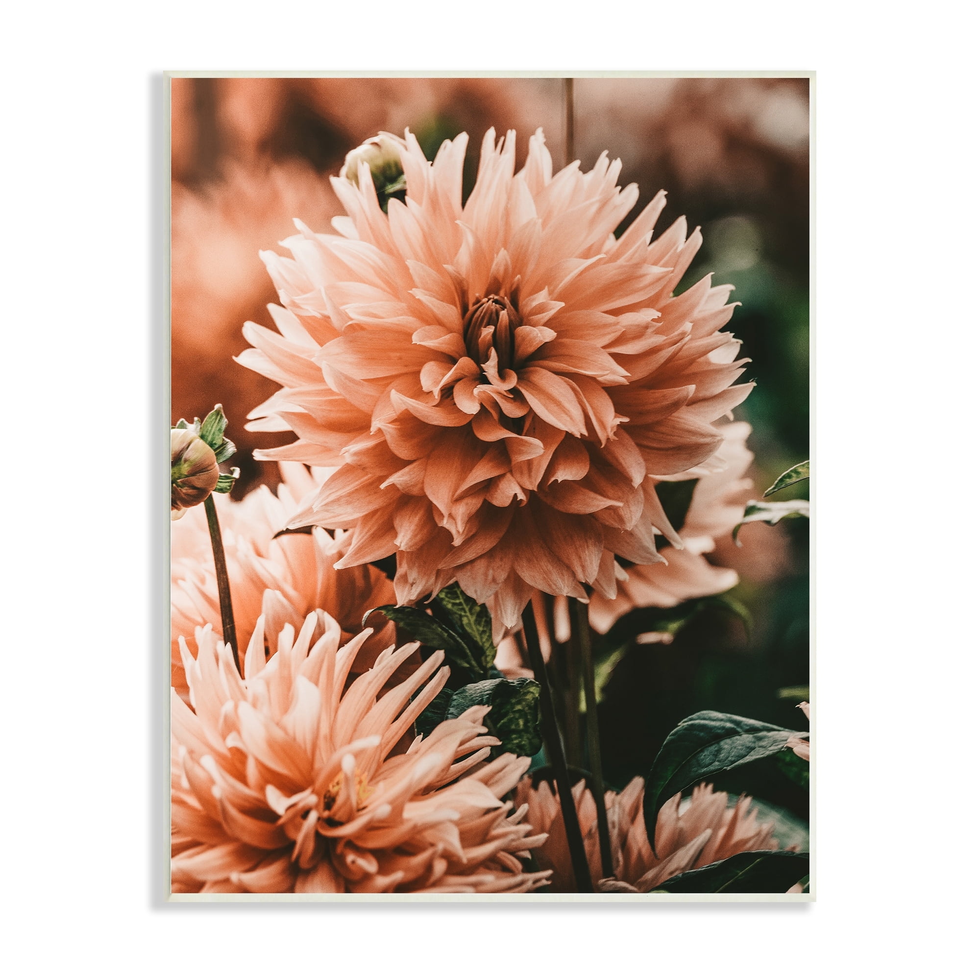 Stupell Industries Wild Pink Dahlias Spring Flowers Closeup Photography Wood Wall Art, 13 x 19, Design by Amy Brinkman