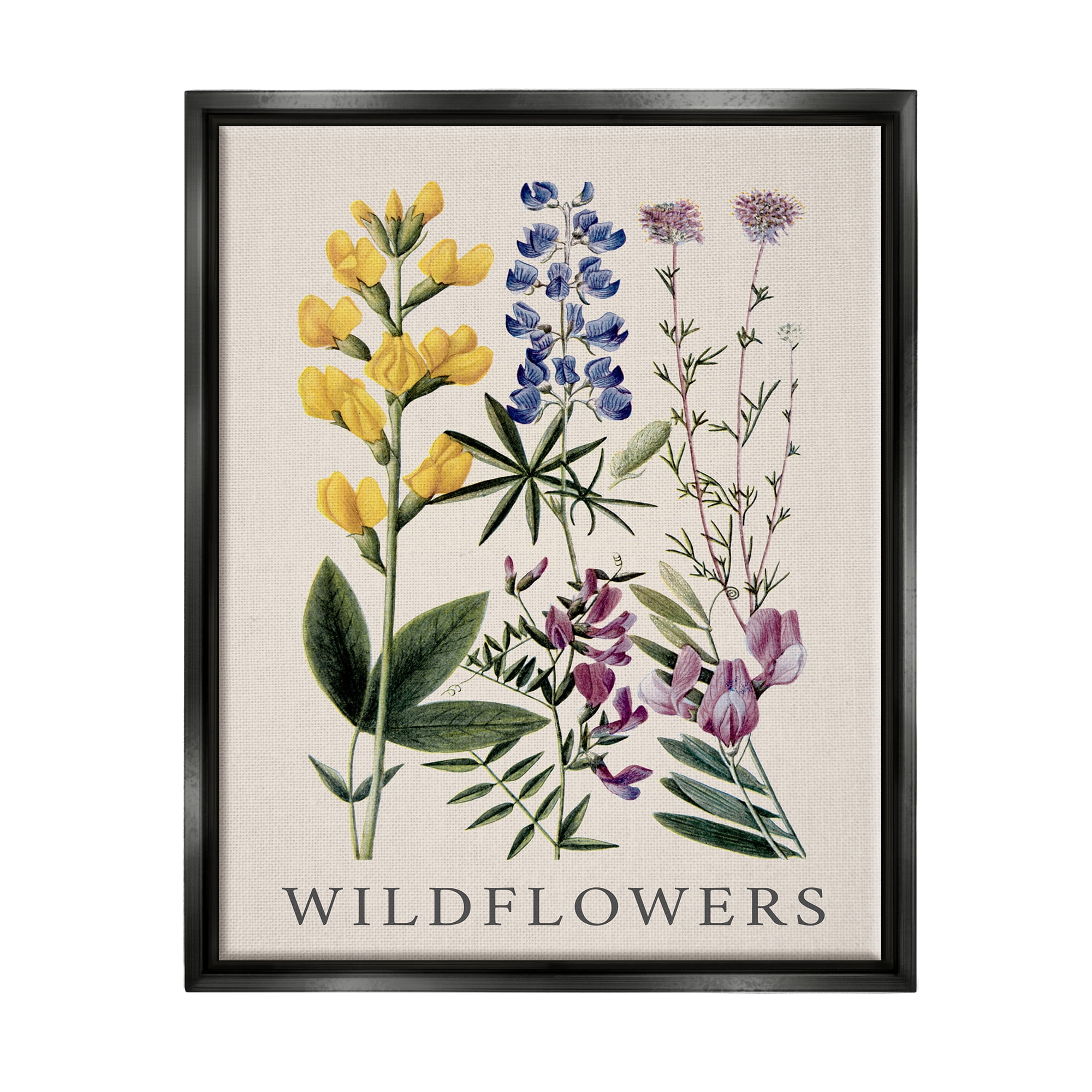 Stupell Industries Wildflower Species Study Botanical & Floral Painting Black Floater Framed Canvas Art Print Wall Art, 25 x 31