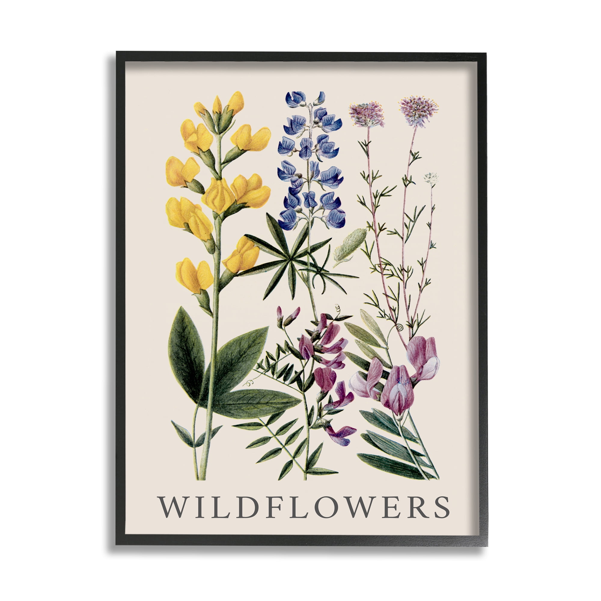 Stupell Industries Wildflower Species Study Botanical & Floral Painting Black Framed Art Print Wall Art, 16 x 20
