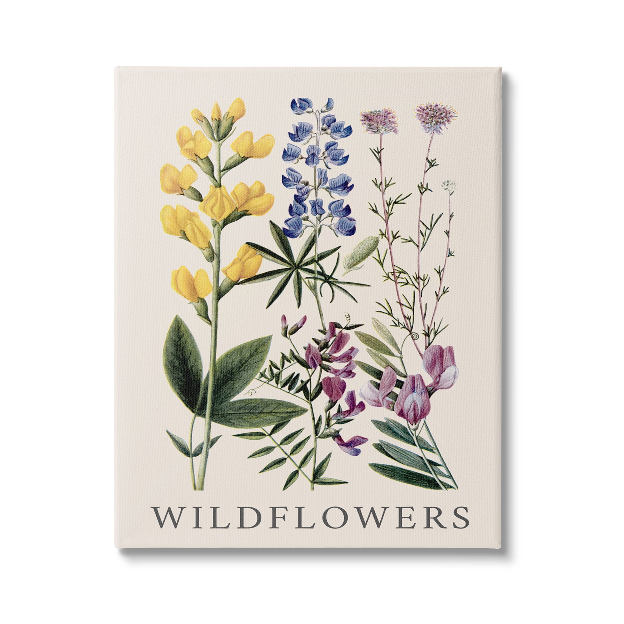 Stupell Industries Wildflower Species Study Botanical & Floral Painting Gallery Wrapped Canvas Art Print Wall Art, 24 x 30
