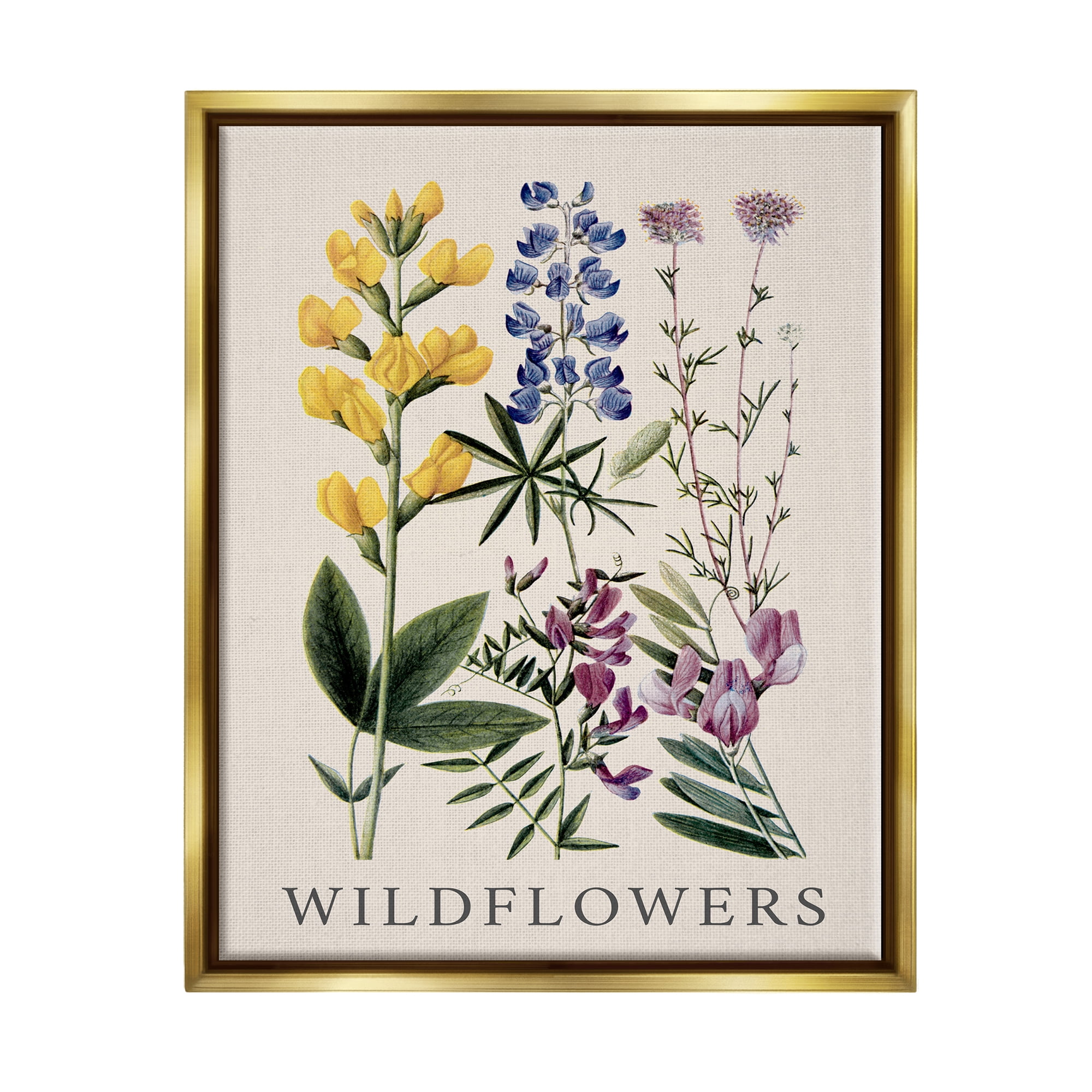 Stupell Industries Wildflower Species Study Botanical & Floral Painting Gold Floater Framed Canvas Art Print Wall Art, 17 x 21