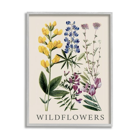 Stupell Industries Wildflower Species Study Botanical & Floral Painting Gray Framed Art Print Wall Art, 16 x 20