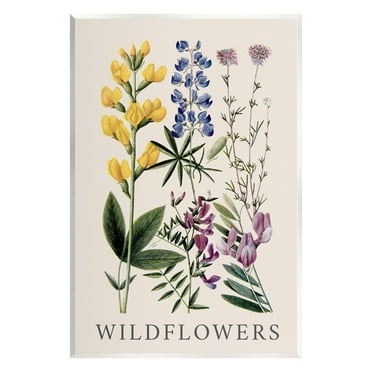 Stupell Industries Wildflower Species Study Botanical & Floral Painting Unframed Art Print Wall Art, 10 x 15