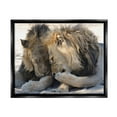thumbnail image 1 of Stupell Industries Wildlife Gossip Lions Animals & Insects Photography Black Floater Framed Canvas Art Print Wall Art, 31 x 25, 1 of 10