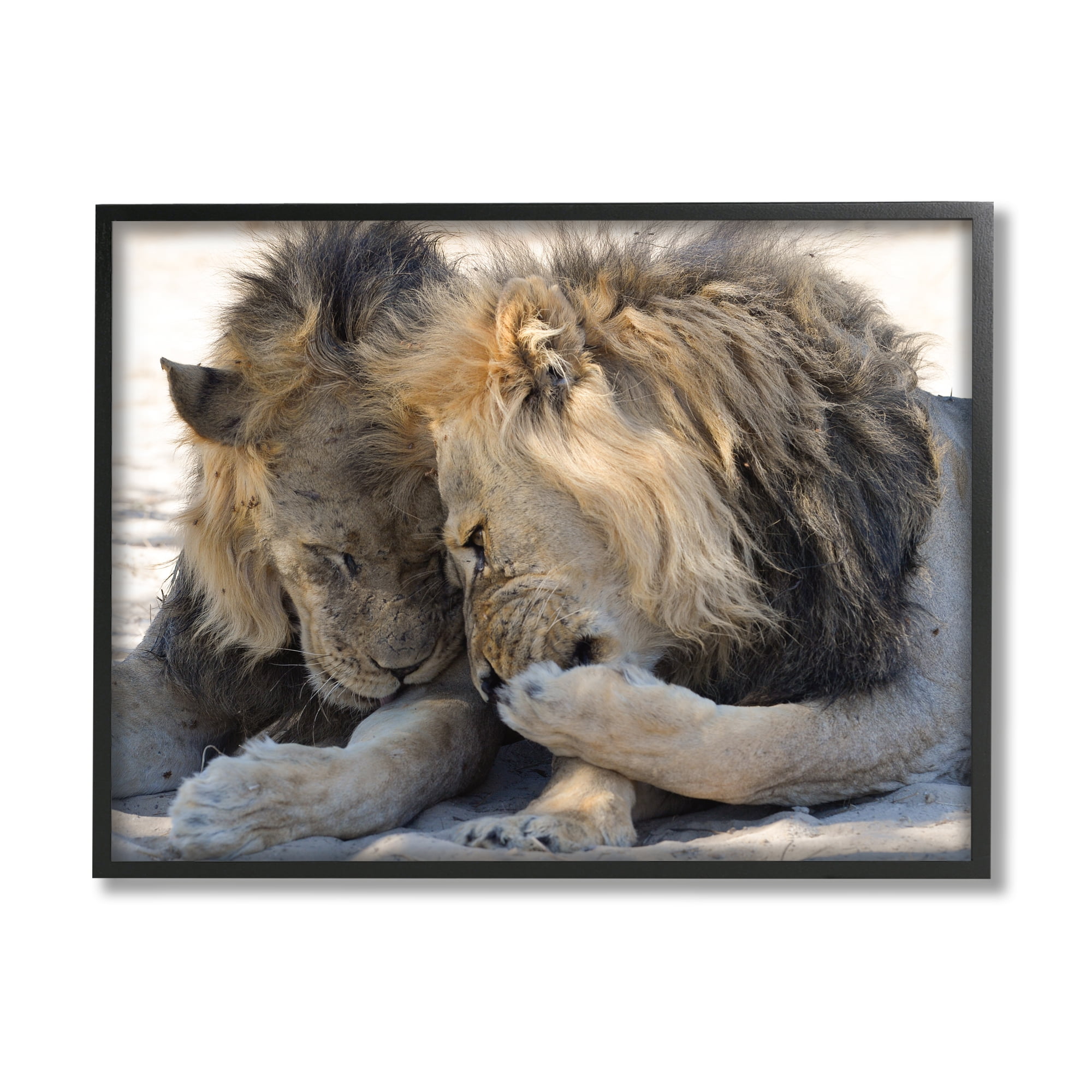 Stupell Industries Wildlife Gossip Lions Animals & Insects Photography Black Framed Art Print Wall Art, 30 x 24