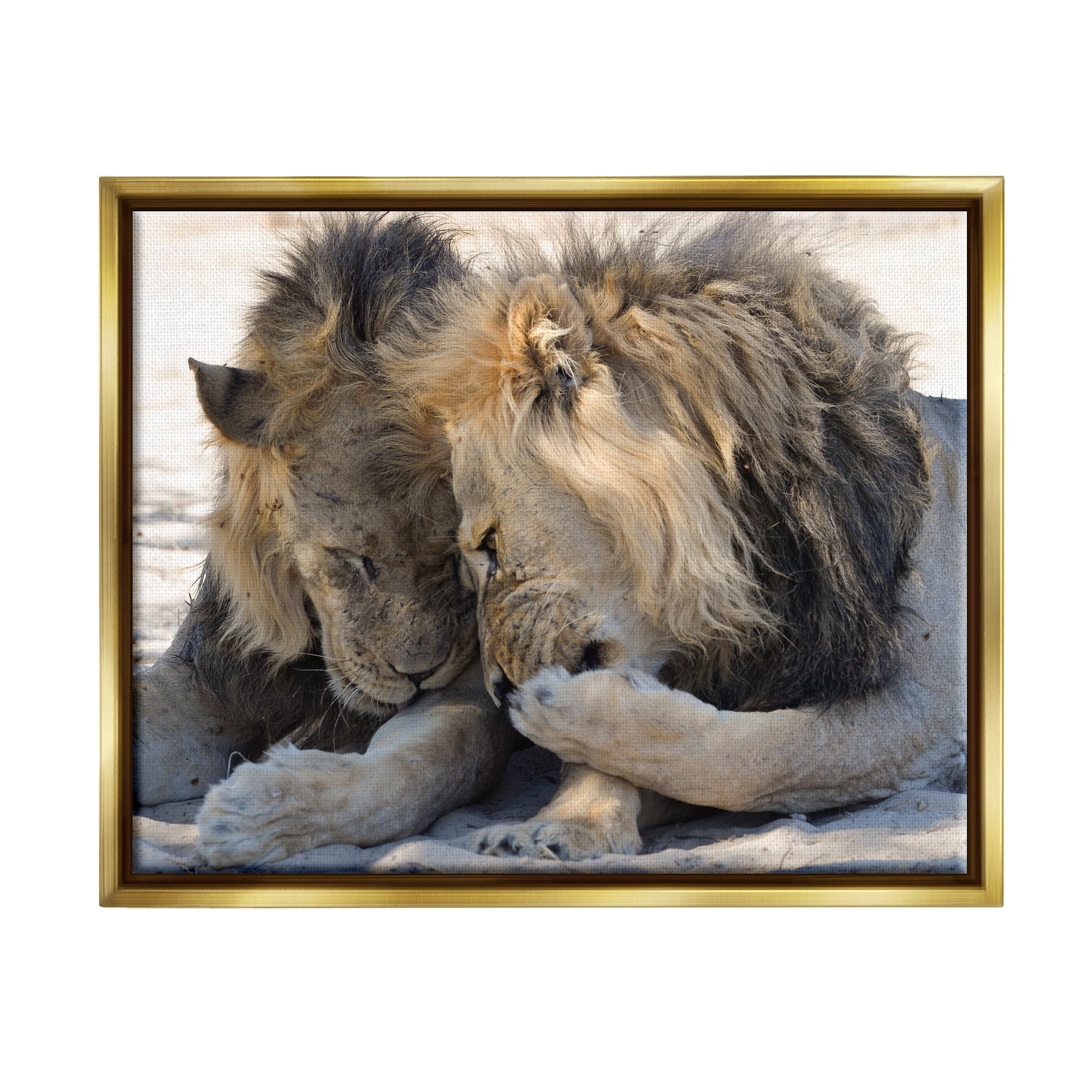 Stupell Industries Wildlife Gossip Lions Animals & Insects Photography Gold Floater Framed Canvas Art Print Wall Art, 31 x 25